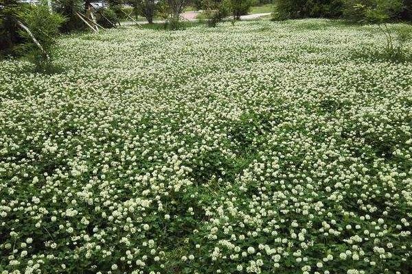 幸运草种子的种植方法和注意事项