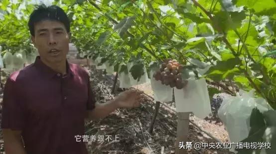 【田间示范秀】四招，让“可人儿”的葡萄产量翻倍！他是如何做到的？