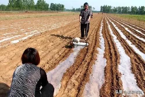 地膜花生种植的时间及相关的技术措施