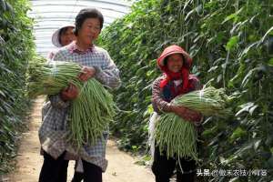 豇豆怎样种植(豆角如何种植和管理，才能让苗株长势更好、开花结荚更多？)