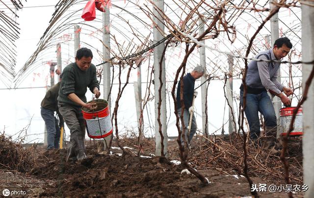 在农村种植1000棵葡萄投入多少钱，能收入多少钱？