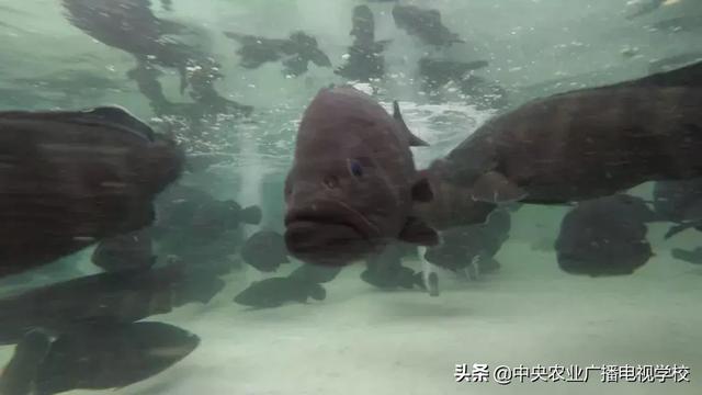 【农广天地】孙子故里 果香鱼肥