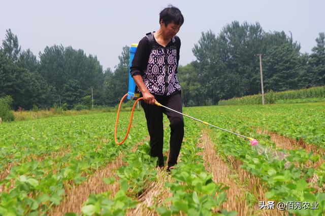 种植大豆，啥时候播种最好？农业专家教你怎样种出高产大豆