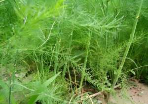 芦笋阳台种植(阳台芦笋种植秘籍：解读生长特性，轻松拥有私家绿色盛宴)