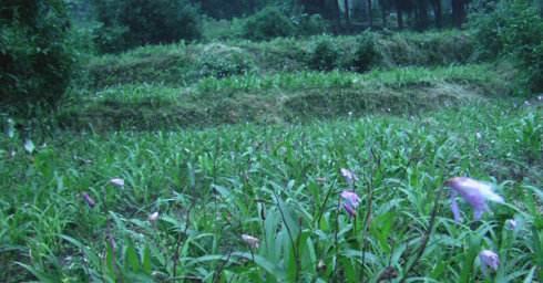 坡地林下怎样栽培白芨？