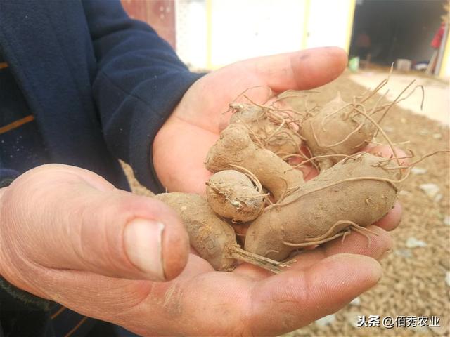 白术种植成本下降，农村人又展开一轮种植热，3点关键技术要掌握