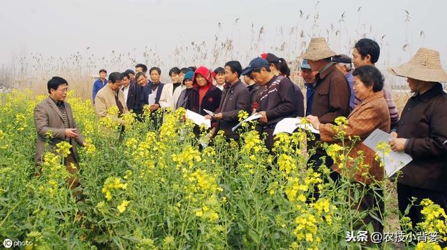 油菜种植要想长势壮、产量高、品质好，这些种植管理方法不可少！