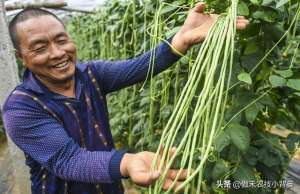 梅豆的种植技术(种植豆角记住这6点，豆角开花结荚多、落花落荚少、采收期延长)