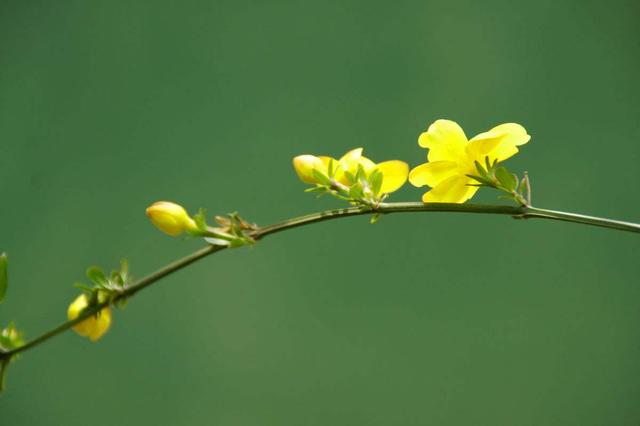 迎春花掐根枝条埋土里，巧用这些“小技巧”，提前赏花！