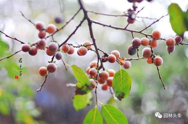 谁说北方地区不能发展珍贵树种？强烈推荐这18个树种