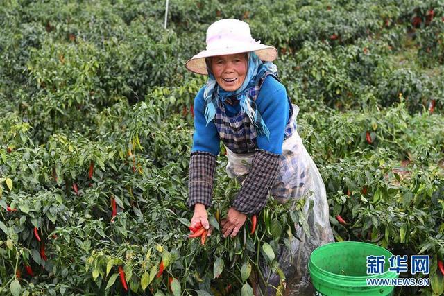 云南沾益：蔬菜种植促农增收