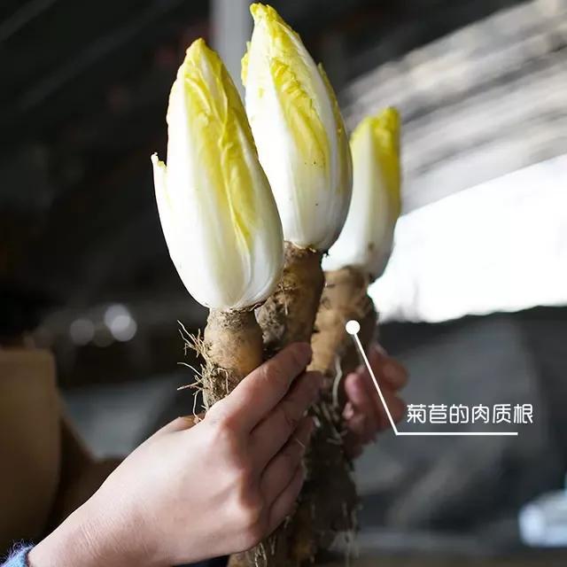 60元一斤的金玉兰菜如何种植，阳台种植用什么方法？一文说清