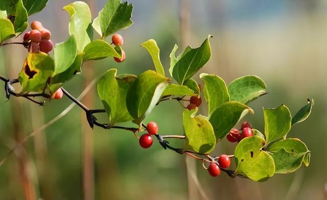 金刚藤是怎样一种植物？它和土茯苓有什么区别？了解一下不吃亏