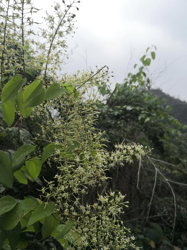 九龙藤~~九龙藤蜜～～百花蜜