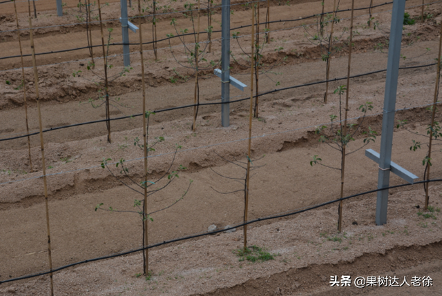 苹果高纺锤形培养有技巧，哪些规范操落实好，才能开花结果早