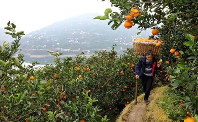 三峡移民在山上种出35万亩果林 单日卖出8000斤橙子