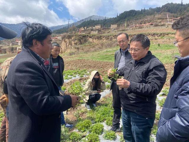 桐乡专家赴黑水传经送宝 杭白菊高山种植有了“定心丸”