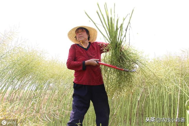 油菜种植要想长势壮、产量高、品质好，这些种植管理方法不可少！