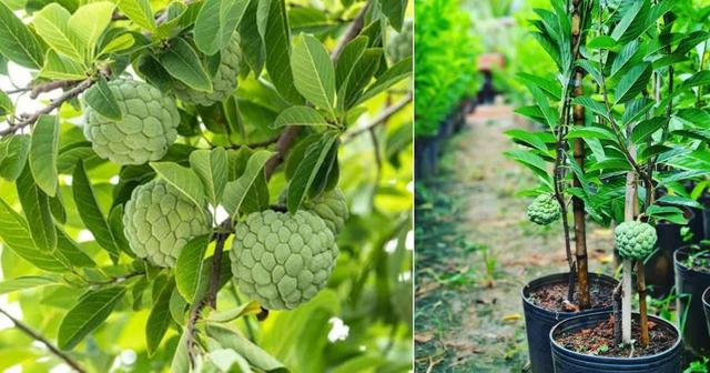 在露台养盆栽番荔枝，选个合适品种，做好几点就能不断挂果