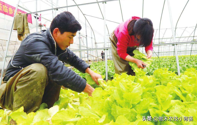 秋冬连续阴云雨雪多，大棚蔬菜更加需要巧管理，重点抓好这7点