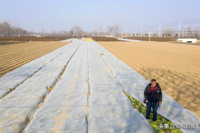 村民包地一年种三季，每亩收入上万元：上好蔬菜引村民捡拾