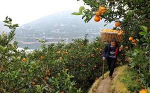 橙子种植投资(三峡移民在山上种出35万亩果林 单日卖出8000斤橙子)