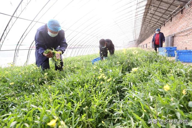 夏天这些蔬菜种植正合适，天越热长得越好，露地家庭全能种