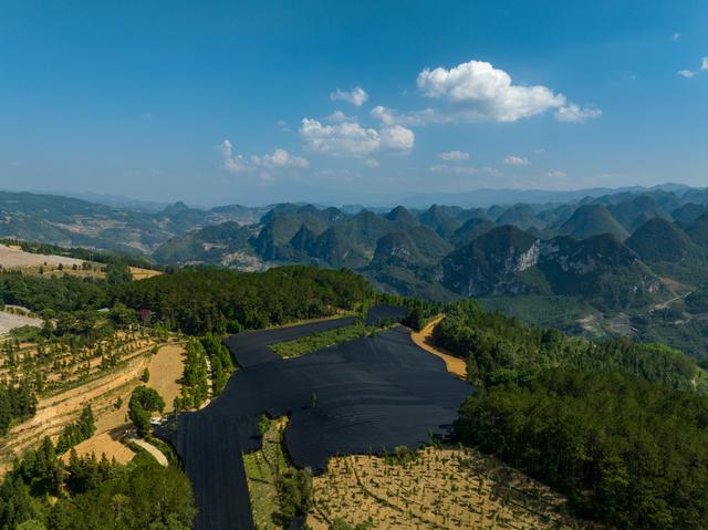 （经济）云南文山：发展三七种植 助力乡村振兴