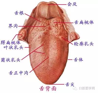 口腔解剖图谱