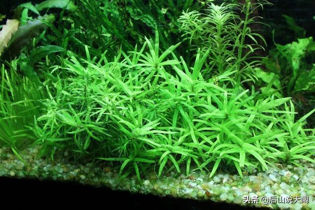 草缸中常见水草种植维护指南（14）——小竹叶