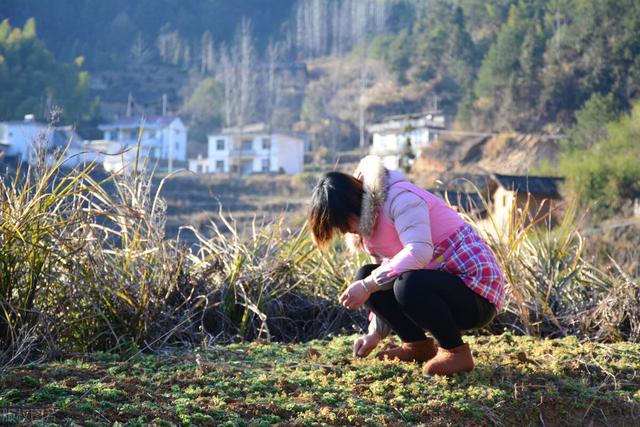 菜农土法培植野蒜，方法简单你也可学会，长出的野蒜可吃一冬春