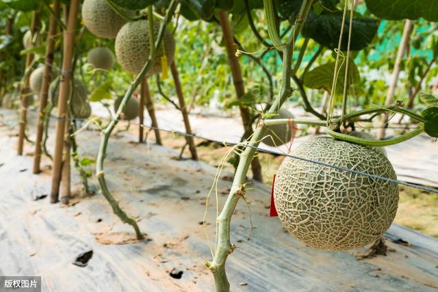 温室香瓜栽培方法及关键技术，需要注意哪些方面？一起学习一下吧