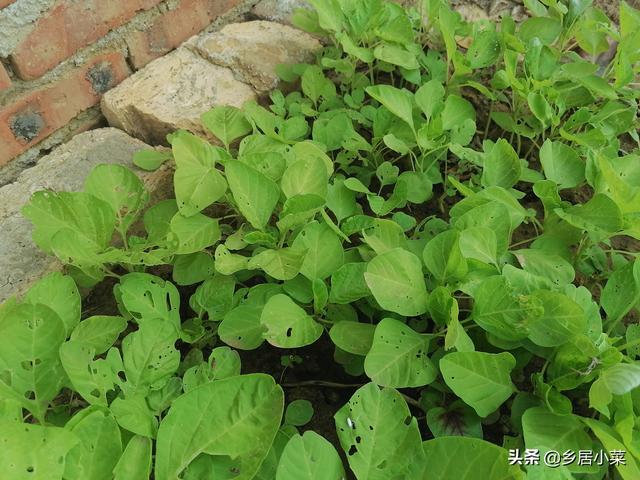 树荫下适合种植什么蔬菜？多种叶菜、果菜，看树荫下光照情况择种