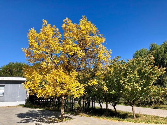 白蜡树栽培，天津市宁河区有优势，以下栽培技术赶紧学起来