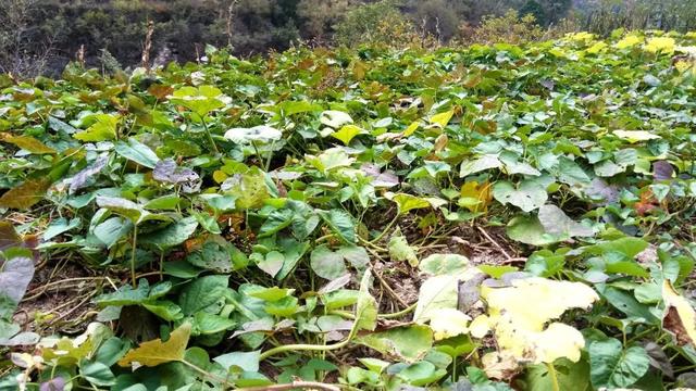 种植红薯，要不要施肥？用不用翻秧？记住这些高产秘方