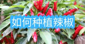 辣椒怎么种植方法如下(如何种植辣椒？)