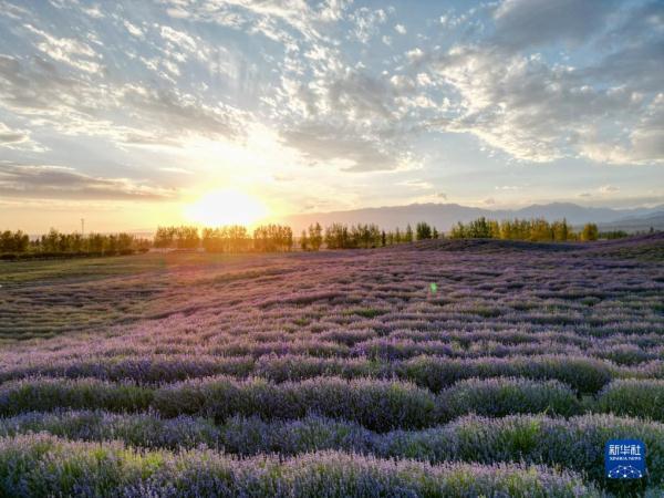 新疆：芬芳薰衣草助农增收