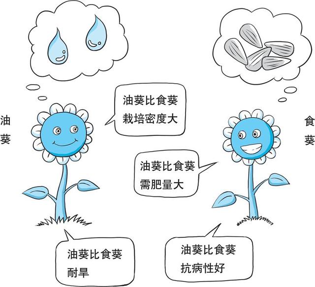 食葵和油葵栽培上的主要区别是什么？