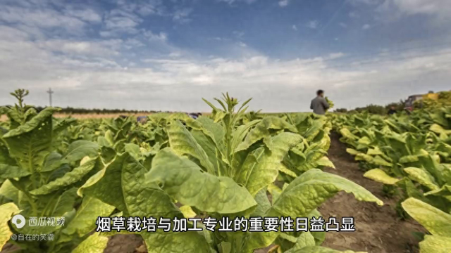 烟草栽培与加工专业的就业前景如何？