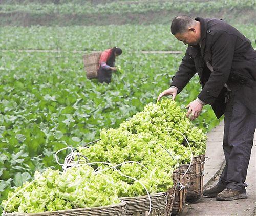 四川人最爱的蔬菜，远销俄罗斯，亩产近万斤，可提早近2个月上市