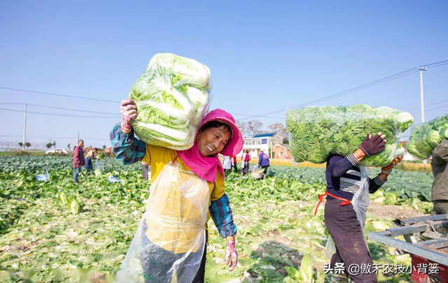 8月中旬大白菜播种正当时，这样种植大白菜才能高产又丰收