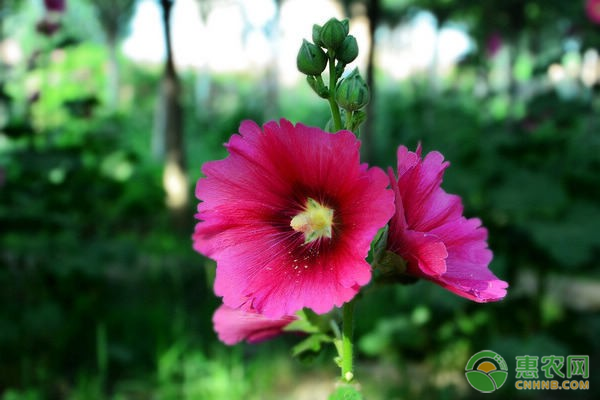 蜀葵花种子多少钱一斤？蜀葵花的种植管理技巧有哪些？