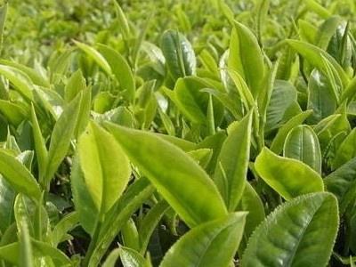 给茶树施什么肥?茶树施肥技术