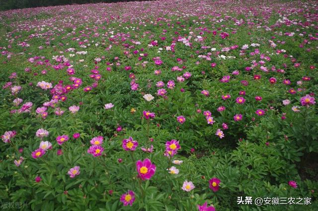 每亩效益3万，被称为中药界的花神，白芍种植到底有哪些优势