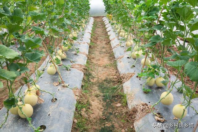 培训班学到的蔬菜施肥技术，高产奥秘就在于此，这才叫科学