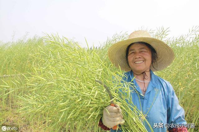 油菜种植要想长势壮、产量高、品质好，这些种植管理方法不可少！