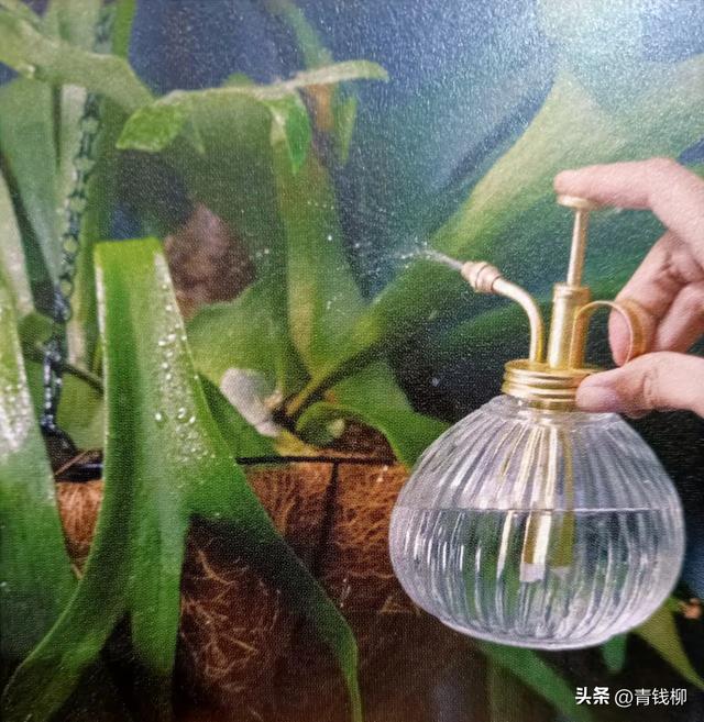 维护植物健康的三要素：基质、浇水和光照