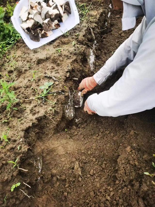 【技术】林下松茯苓种植技术措施及种植方法