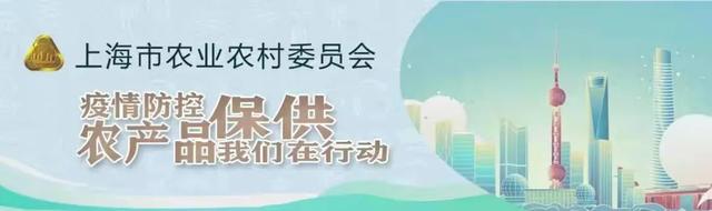 沪郊蔬菜基地探访｜疫情之下，都市“绿脉”如何守护生活的烟火和温度