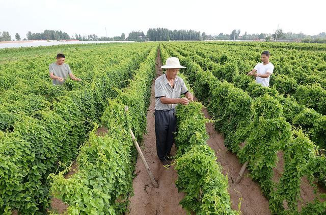 山药种植技术面面观，按这4点来种植，秋季山药结满地